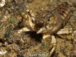 Crayfish in the lake of Zoug.
Orconectes limosus, Easter... by Olivier Notz 